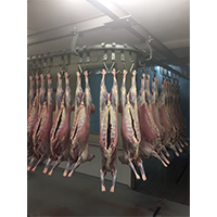 frozen sheep meat cuts with bone in from 몽골 supplied by Precom Co., Ltd. - Frozen 양고기