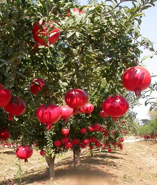 Pomegranate from Jordan supplied by Zyoud Olive Mil - Red Fresh Pomegranate
