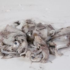 Squid from 이탈리아 supplied by Blu pesca - Whole 냉동 오징어