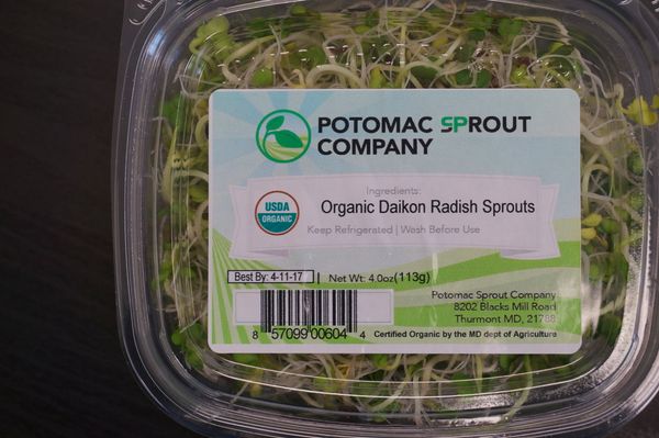 Fresh Organic Daikon Radish Sprouts from United States supplied by Potomac Sprout Company - Sprout Radish