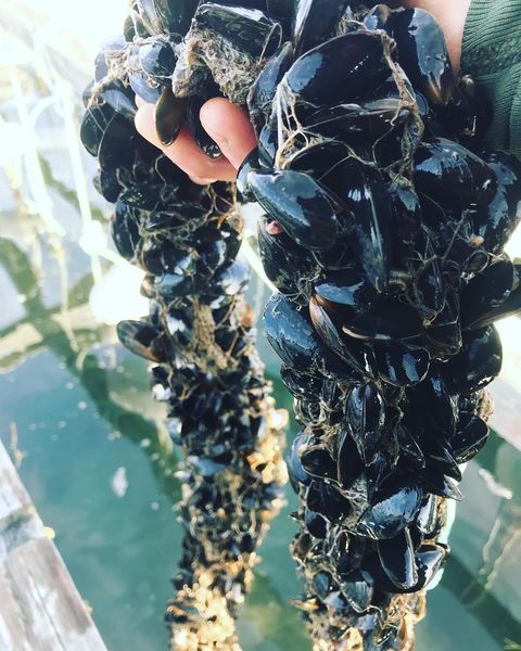 Fresh Mussel from 미국 supplied by Bangs Island Mussels - Live 냉동 홍합