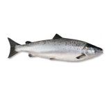 Salmon from 카자흐스탄 supplied by V. S. Kondrashenko, PE - Whole (=In The Round) 연어