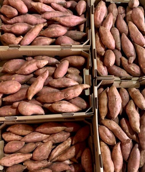 Sweet Potatoes from Germany supplied by ElbeFruit UG - Purple Skin Sweet Potato