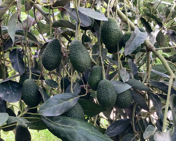 Avocado from Peru supplied by Ingleby Farms - Ettinger Fresh Avocado