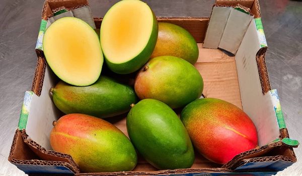 Mango from Netherlands supplied by Four season fruit supply - Reddish Fresh Mango