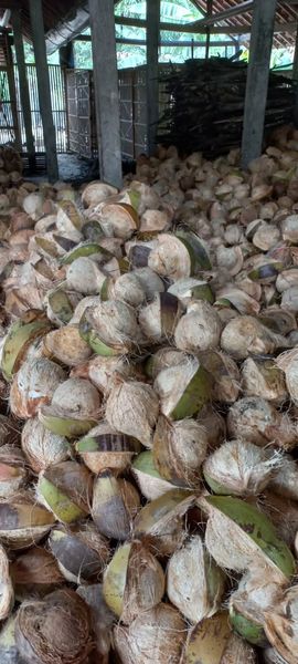Fresh Mature Coconut from 인도네시아 supplied by Pratama Asta Indonesia - >1 kg 기타 신선 코코넛