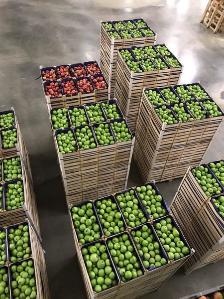 Fresh Apple from 세르비아 supplied by EVERFRESH D.O.O. - Green 신선 사과