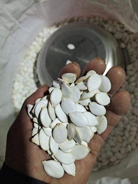 SNOW WHITE PUMPKIN SEEDS from China supplied by Sabel gıda - Large Pumpkin Seed
