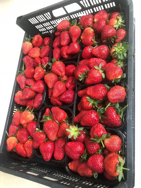 farm fresh strawberry from Turkiye supplied by ARCE Co. Ltd. - 1 kg Fresh Strawberry