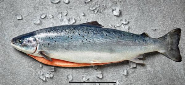 Fresh Atlantic Salmon from Iceland supplied by ICE FISH FARM - Fiskeldi Austfjarða - Fresh (=Chilled=Raw) Salmon