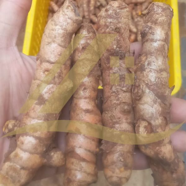 Fresh Turmeric from Indonesia supplied by PT. Pallawa Samudera Indoraya - Good Quality Turmeric