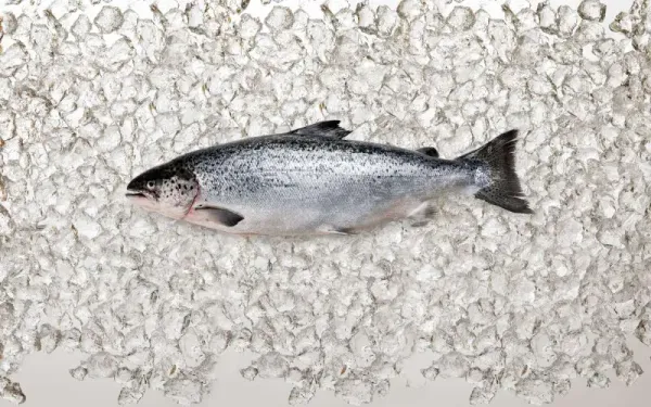 Fresh Whole Salmon from 미국 supplied by Channel Fish Processing Co. Inc. - Fresh (=Chilled=Raw) 신선 대서양 연어 통마리