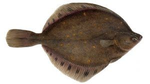 Fresh Plaice from Iceland supplied by Iraco - With Bone Frozen Plaice