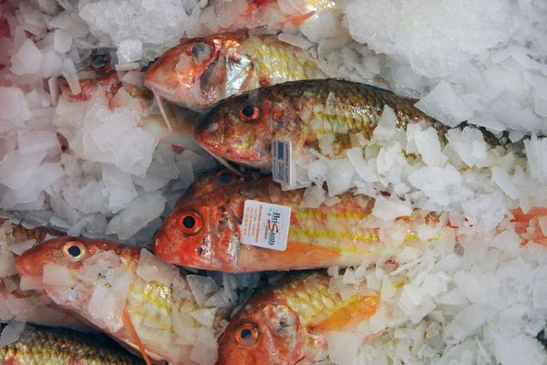 Mullet Fish from 프랑스 supplied by PECHERIES LES BRISANTS - Striped Mullet (=Mugil cephalus=Black mullet=Jumping mullet) 냉동 가숭어