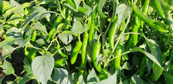 Chili Pepper from Mexico supplied by Noroeste Produce - Carton Box (=Cardboard Box) Dried Whole Chili Pepper