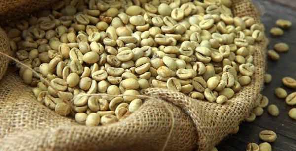 Coffee Bean (Green Bean) from 태국 supplied by Blurite Co., Ltd. - Conventional 생원두