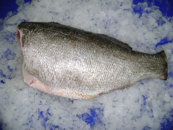 Perch HG from 탄자니아 supplied by Tanperch Ltd - Nile Perch (=Lates niloticus) 냉동 퍼치