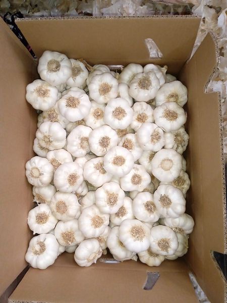 White Spring Garlic from Spain supplied by Alcada Export SL - Medium-Large Fresh Garlic