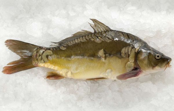 Carp from 독일 supplied by Themar Fischzuchtanlagen GmbH - 전체(=In The Round) 냉동 잉어