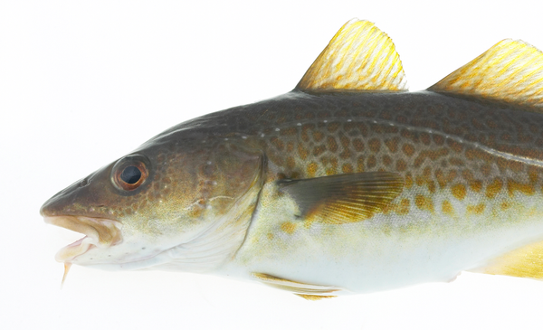 Fresh Whole Cod from Norway supplied by NORFRA A/S - With Bone Frozen Cod