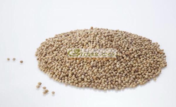 Coriander from Egypt supplied by Grass Co. Herbs and Spices - Conventional Coriander