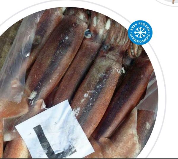 Fresh Argentine Shortfin Squid from Argentina supplied by Ocean Biz - Argentine Shortfin Squid (=Illex argentinus) Frozen Squid