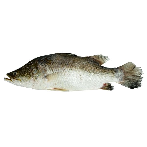 Seabass from 그리스 supplied by Nireus - Fillet 냉동 농어