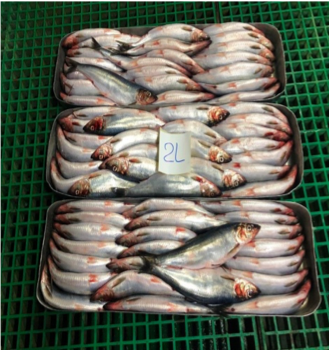 Pacific Herring from Russia supplied by LLC RPK Northern - Pacific Herring (=Clupea pallasii pallasii) Herring