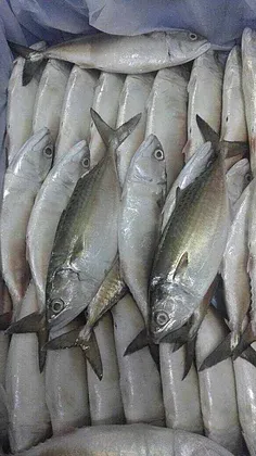 Frozen Mackerel from Bangladesh supplied by Cox's Bazar Sea Foods - Whole (=In The Round) Frozen Mackerel