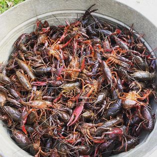 Crawfish from 미국 supplied by Teche Valley Seafood, Inc. - Whole 가재