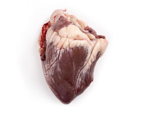 Cow Heart from 벨기에 supplied by Dierickx nv - 뼈 없음 신선 미절단 소고기