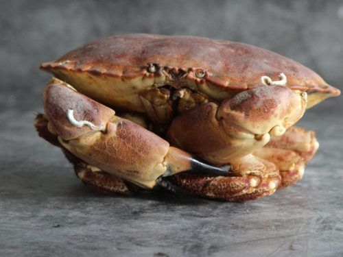 Crab from 영국 supplied by W. Harvey & Sons Ltd - Female 냉동 게