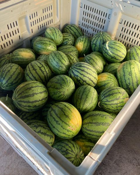 Fresh Watermelon from United States supplied by The Farm At Our House - Striped Green Rind Fresh Watermelon