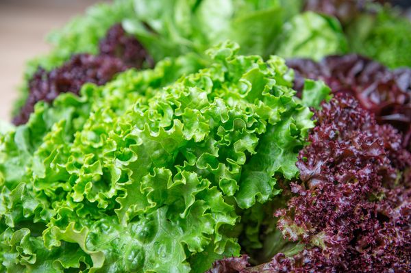 Fresh Lettuce from 영국 supplied by PDM Produce (UK) Ltd - Purple 신선 상추