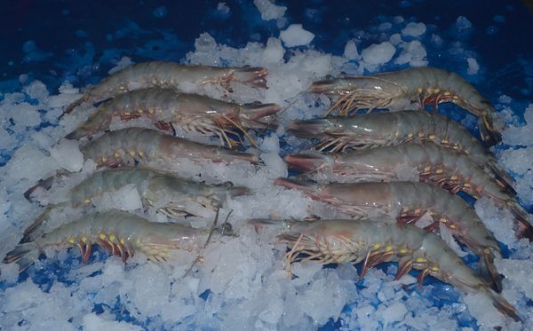Shrimp from 아랍 에미리트 연합국 supplied by OCEAN PEARL FISHERIES TRADING - Peeled - PUD Tail On (Peeled Undeveined Tail On) 냉동 새우