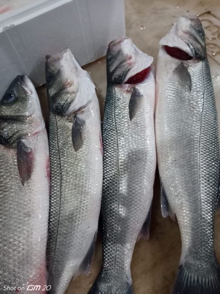 Premium Seabass from Turkiye supplied by Halderseafood - Fresh (=Chilled=Raw) Fresh Seabass