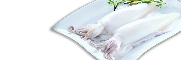 Fresh squid from India supplied by Seafoods India - Fresh (=Chilled=Raw) Frozen Squid