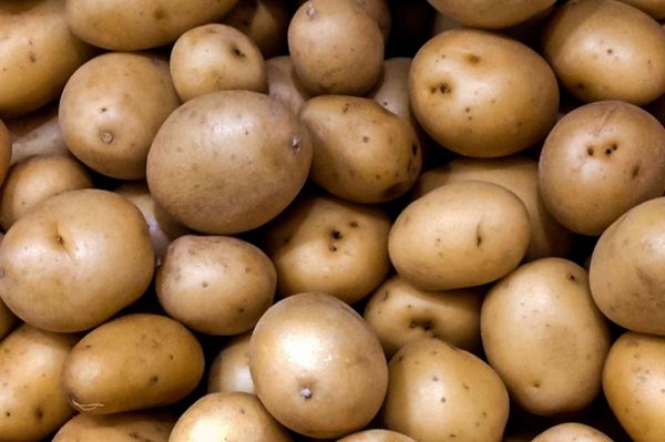 Fresh Potato from 튀르키예 supplied by Ozelgida - Whole 신선 일반 감자