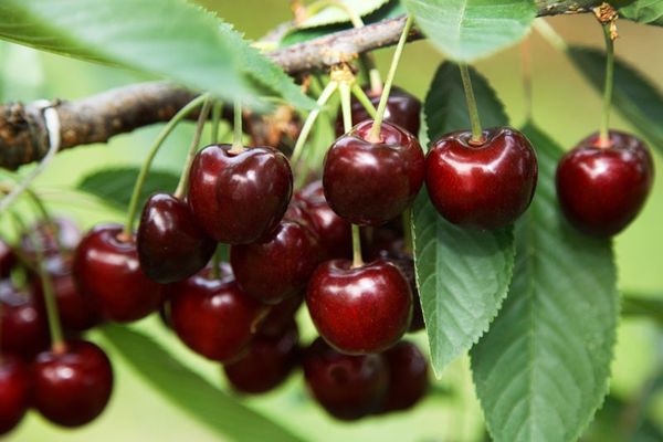 Fresh Sweet Cherry from 독일 supplied by Otto Schmitz-Hübsch - Dark Red 신선 체리
