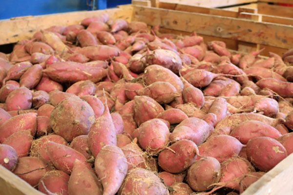 Fresh Sweet Potato from 포르투갈 supplied by Gemüsering Portugal - Raw 고구마