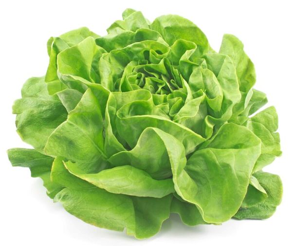 Fresh Lettuce from France supplied by Laurance primeurs - Endive Fresh Lettuce