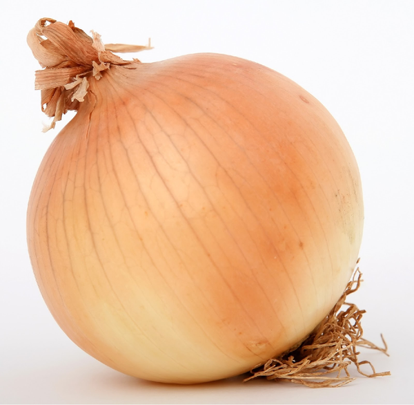 Onion from Poland supplied by GTC Agro sp. z o.o. - Extra Quality - For Storage Fresh Onion