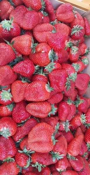 Strawberry from 보스니아-헤르체고비나 supplied by Gračanka - Red 신선 딸기