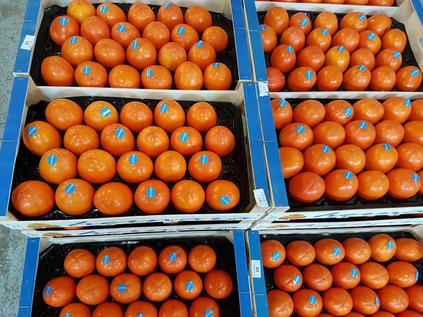 Persimmon from Spain supplied by Frutas Hernara SL - No. 1 Fresh Persimmon