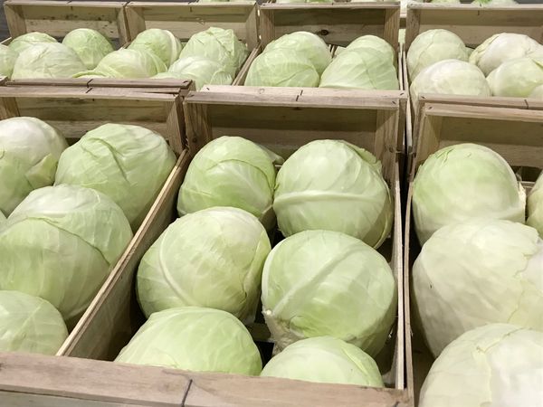 Cabbage from Belgium supplied by Verduyn - Green Fresh Cabbage