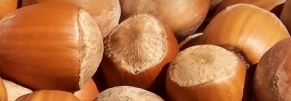 Hazelnut from Netherlands supplied by GLOBAL TRADING & AGENCY B.V. - Whole Hazelnut Kernel