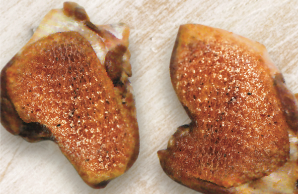MARYLAND FILLET from 호주 supplied by PEPE'S DUCKS LTD - Boneless (=Without Bone=Deboned) 오리고기