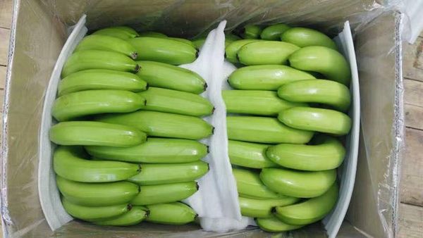 Fresh green cavendish banana from Vietnam from 베트남 supplied by 99 Gold Data Processing Trading Company Limited - Large 신선 바나나