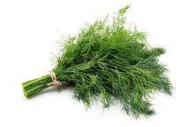 Dill from 프랑스 supplied by FILS DE MARIUS AUDA - Fresh (=Chilled) 딜