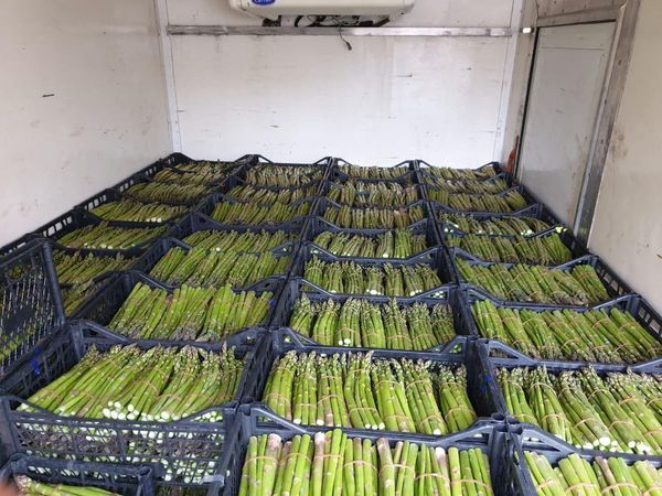Fresh Asparagus Large and Extra-Large size from 조지아 supplied by JSC GeoFresh - >17 cm (=Long Asparagus) 신선 아스파라거스